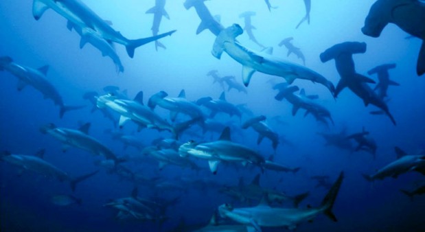 Immergersi alle Maldive